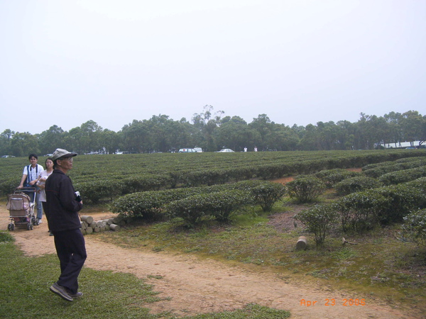 三義慈濟茶園