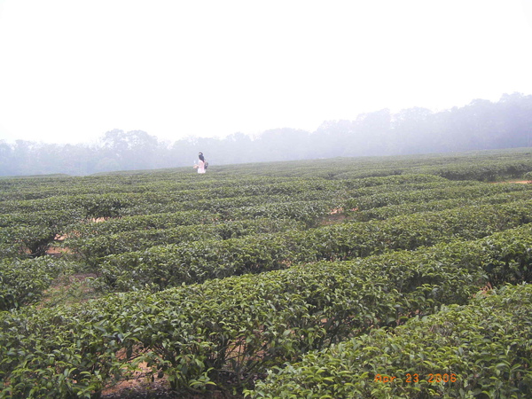 三義慈濟茶園