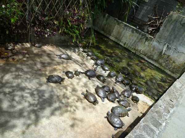 P1020750.jpg P1020750.jpg