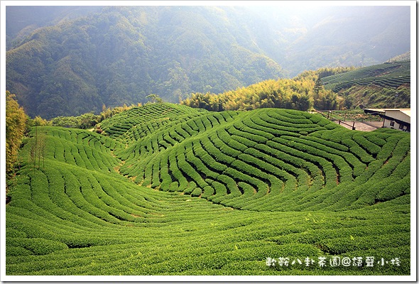 八卦茶園 八卦茶園