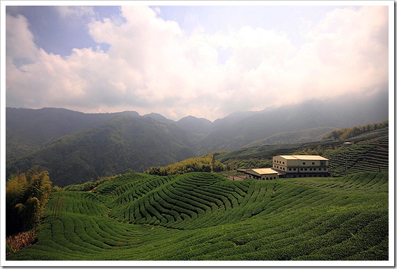 八卦茶園 八卦茶園
