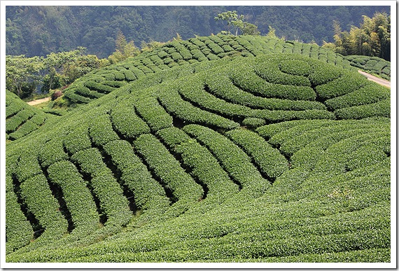 八卦茶園