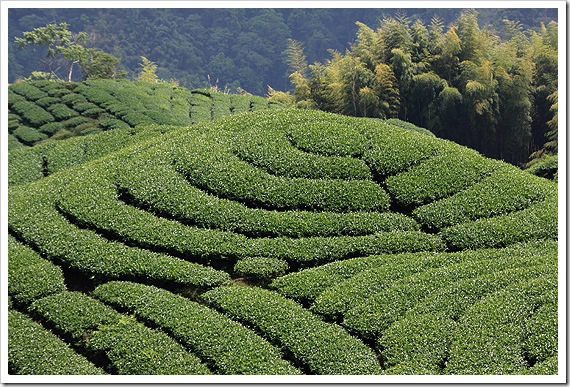 八卦茶園