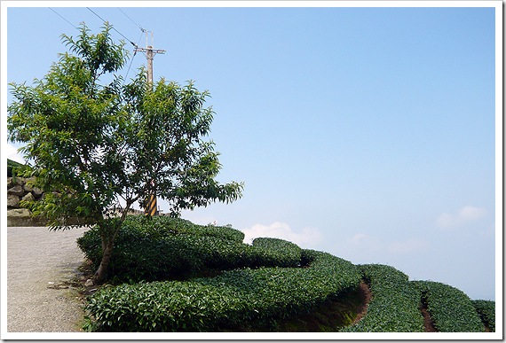 八卦茶園