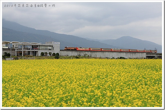 2010年花東花海季-東里