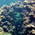 0923海生館珊瑚分館的珊瑚峽谷.jpg