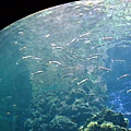 0923海生館珊瑚分館悠遊的魚.jpg