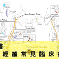 The Brachial Plexus II(臂神經叢臨床症狀)