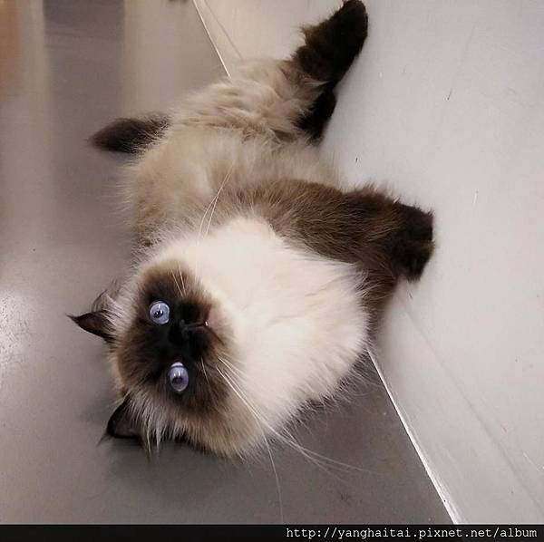 貓咪美容-啾