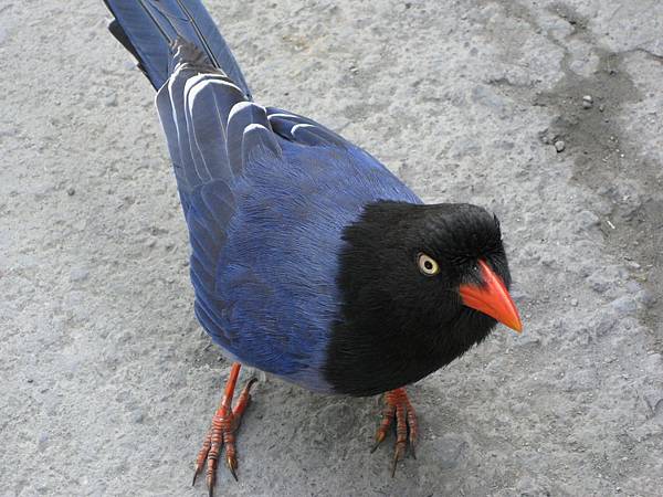 台灣藍鵲 IMG_0980 台灣藍鵲 IMG_0980