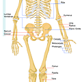 310px-Human_skeleton_front.svg.png