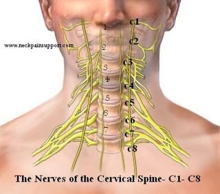 cervial spine.jpg