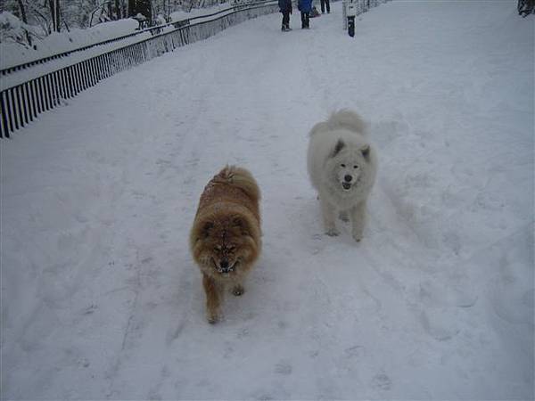 狗狗也來玩雪