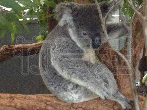 (旅遊)(澳洲)龍柏動物園