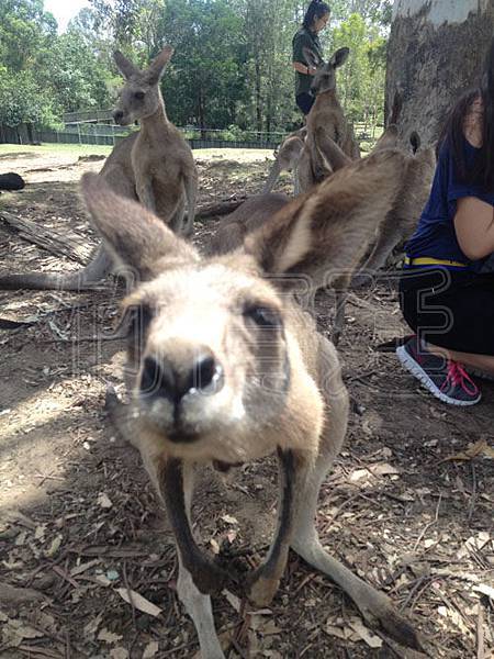 (旅遊)(澳洲)龍柏動物園