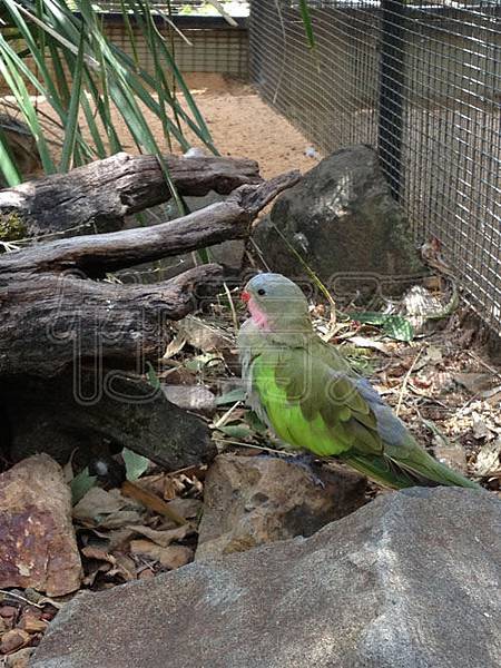 (旅遊)(澳洲)龍柏動物園