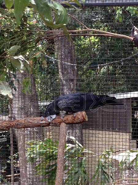 (旅遊)(澳洲)龍柏動物園