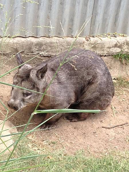 (旅遊)(澳洲)龍柏動物園