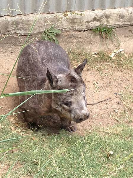 (旅遊)(澳洲)龍柏動物園