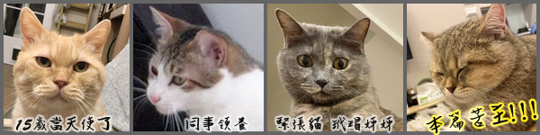 一隻集[慢性鼻炎+氣喘+糖尿+貓癬]於一體的貓咪康復之路