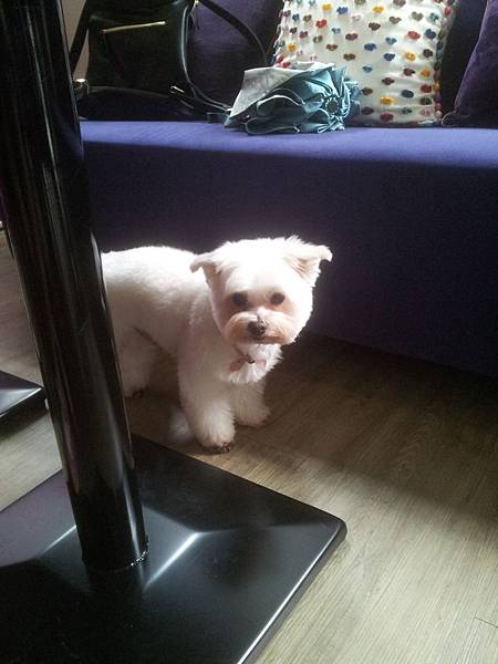 西區 PURPLE Matcha Salon 宇治抹茶沙龍 (むらさき) 8