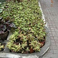 080710Shilin26.JPG