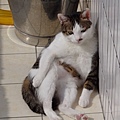 cat1201205.JPG