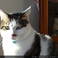 cat12012405.JPG