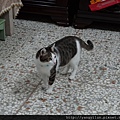 cat12012516.JPG