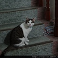 cat12012517.JPG