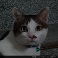 cat12012518.JPG