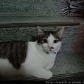 cat12012524.JPG