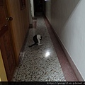 cat12012529.JPG