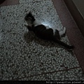 cat12012535.JPG