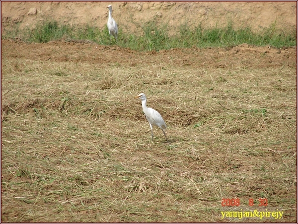 DSC04441往林家古厝.jpg