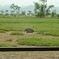 鴕鳥打滾