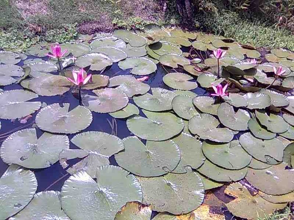 白天的睡蓮