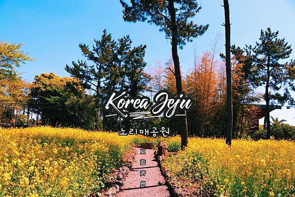 【東遊】濟州景點-IG打卡夯點「NORI梅公園」(노리매공원) 橘子園白紗三角帳篷超浪漫
