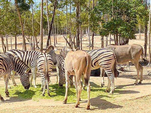 【東遊】越南｜前進越南最大野生動物園餵長頸鹿超好玩！富國大世