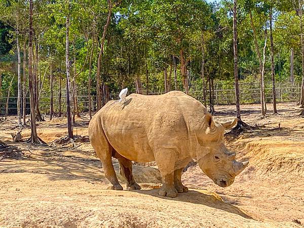 【東遊】越南｜前進越南最大野生動物園餵長頸鹿超好玩！富國大世