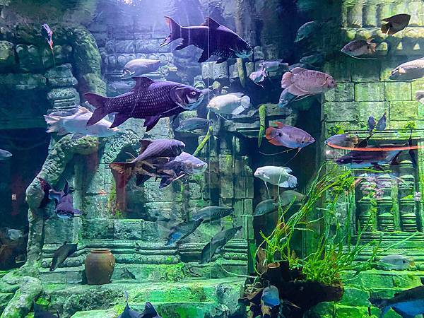 【東遊】越南｜越南最大水族館建築是「巨大海龜」太酷！越南版迪