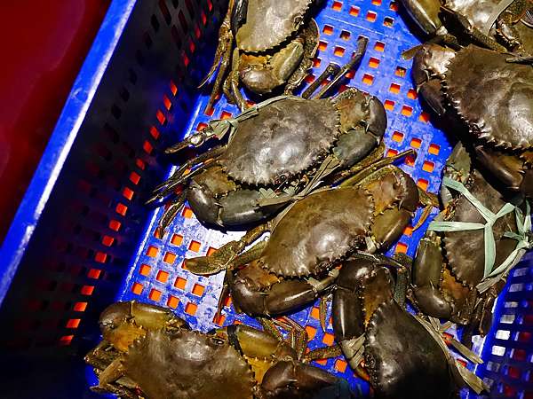 台中北屯蟹驚艷海鮮餐廳 各種活跳跳生猛海鮮都能為您料理 螃蟹海鮮料理的專門家 現在打卡還有送干貝 一人打卡送一顆以此類推