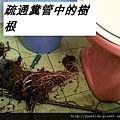 高雄 通馬桶