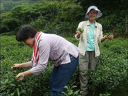 茶青與茶菁