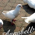 annabell_birds_2.jpg