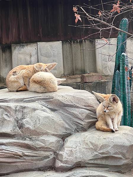 2024二訪 玩旅遊l韓國 清州 動物園/親子一日遊 兒童館