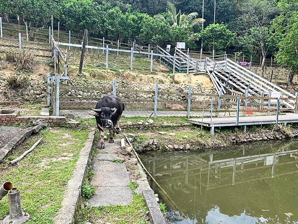 桃園大溪 花鹿秘境--李家摸蜆農場 大推 親子好去處 真的是