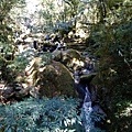 巨木林的小溪
