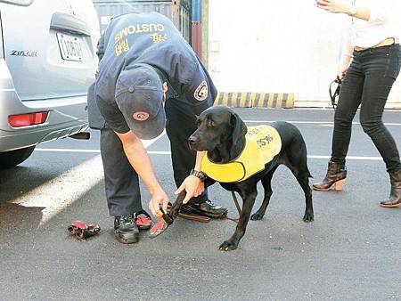 緝菸犬出動！查菸獎勵…毛巾一捲_02