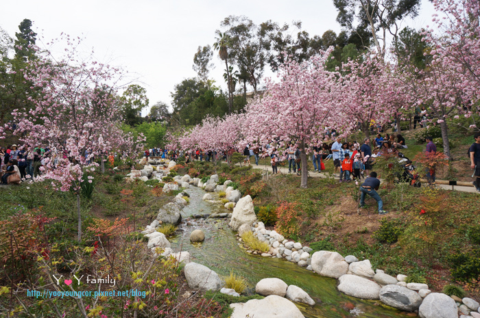 San Diego 追櫻去 聖地牙哥日本庭園櫻花祭 Japaness Garden Cherry Blossom Festival Y Y 艾樂園